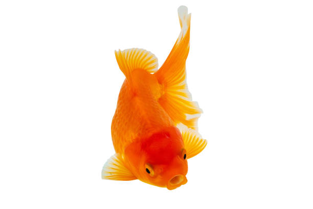 istock Oranda goldfish isolated on white background close up 1854280876
