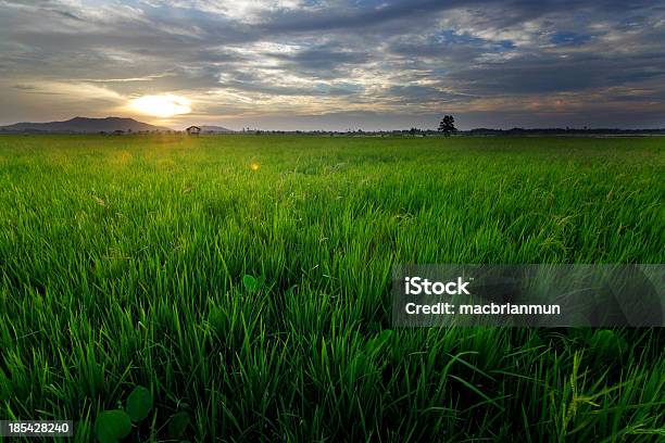 Paddy Pole W Zachód Słońca W Kota Belud Sabah Malezja - zdjęcia stockowe i więcej obrazów Azja