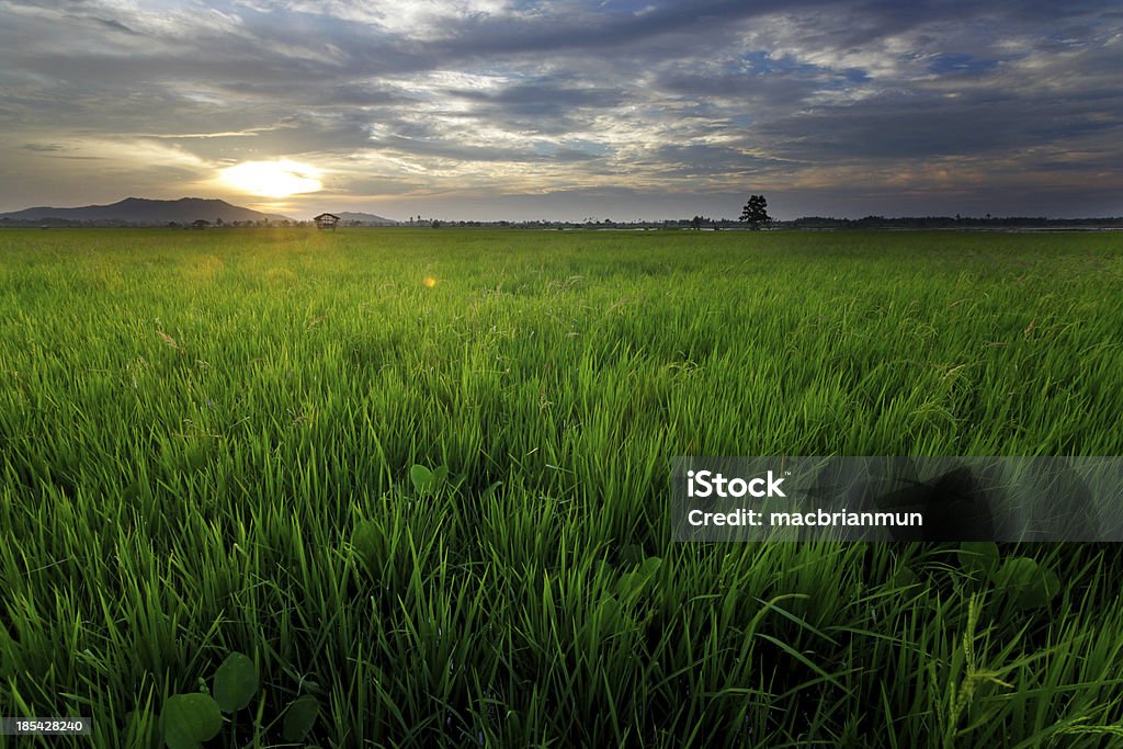 Paddy campo ao pôr do sol em Kota Belud, Sabah, Malásia - Foto de stock de Agricultura royalty-free