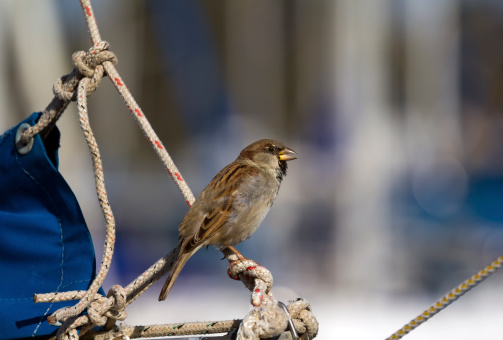 Sparrow on a rope trip on a yacht