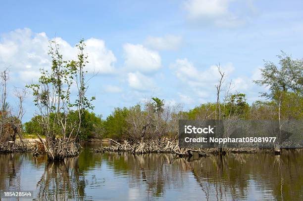 Foto de Floresta De Mangue Actual Floresta Tropical e mais fotos de stock de Aventura - Aventura, Azul, Caule