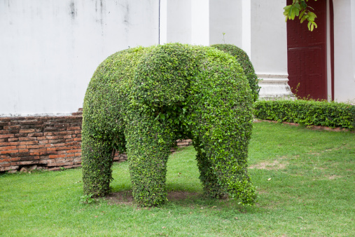 Tree cut in elephant shape