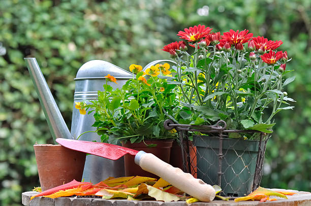 istock potting autumn flowers 185428923