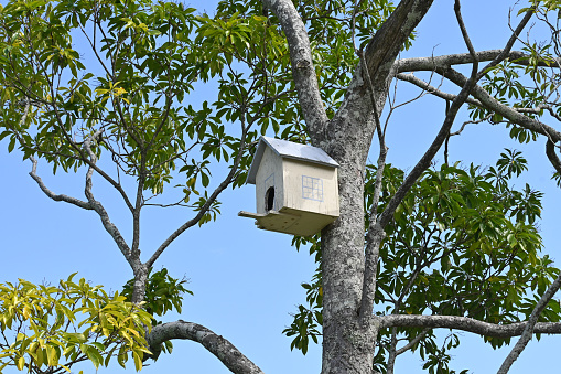 Wooden bird box hanging in a tall tree
