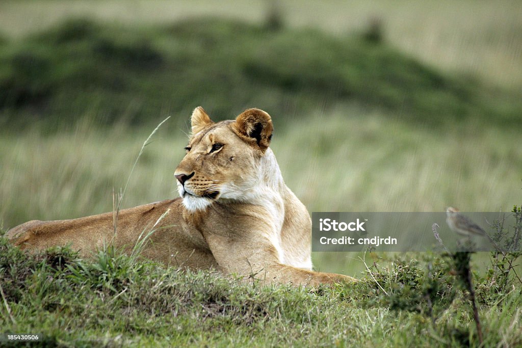 Leona relajante - Foto de stock de Aire libre libre de derechos