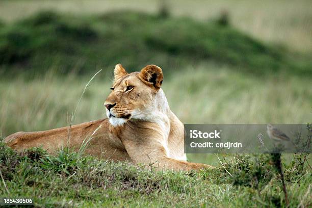 Leona Relajante Foto de stock y más banco de imágenes de Aire libre - Aire libre, Animal, Animal hembra