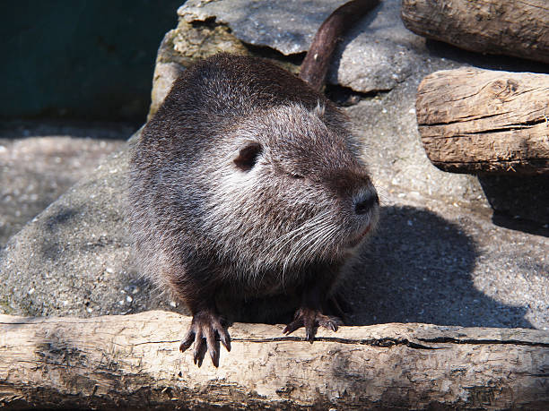 istock Portrait of a nutria 185431240
