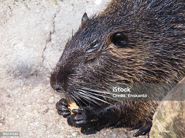 Ritratto Di Un Nutria - Fotografie stock e altre immagini di Acquitrino di torbiera - Acquitrino di torbiera, Ambientazione esterna, Animale