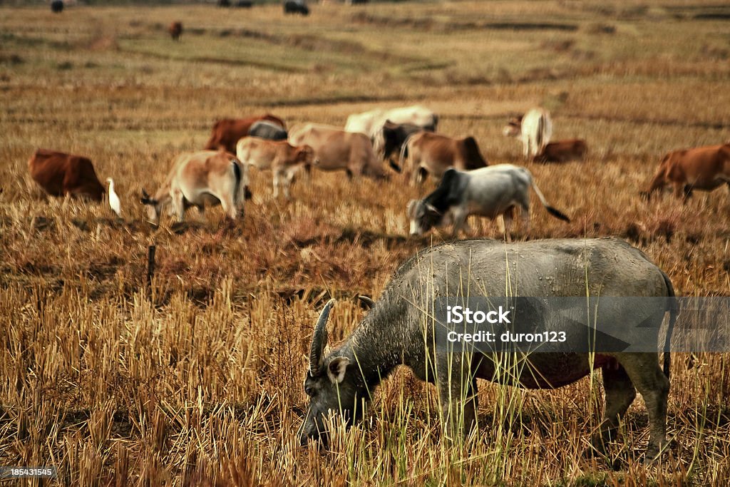 Stałego buffalo - Zbiór zdjęć royalty-free (Afryka)