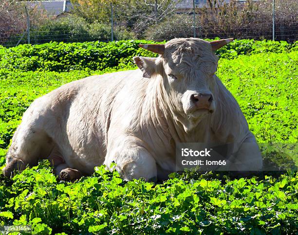 Toro - Fotografie stock e altre immagini di Agricoltura - Agricoltura, Ambientazione esterna, Ampio