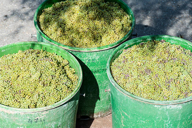 istock Containers Full Of White Grapes On The Trailer 185432285