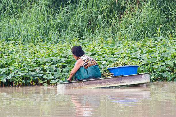 istock old woman rows to pick Water morning glory 185432581