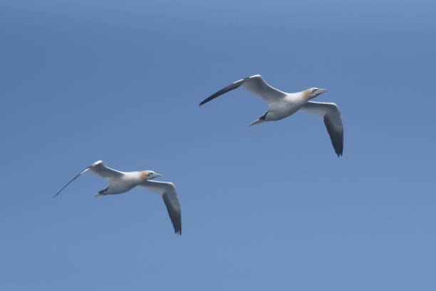 istock Two adult Northern gannets in flight 1854325970