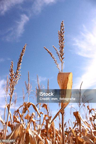 El Verano De Maíz Foto de stock y más banco de imágenes de Agricultura - Agricultura, Aire libre, Ajardinado