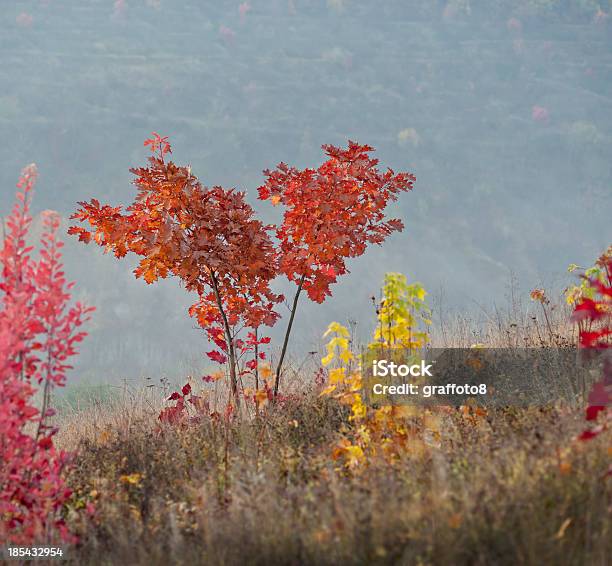 Acero Autunno - Fotografie stock e altre immagini di Acero - Acero, Alba - Crepuscolo, Albero