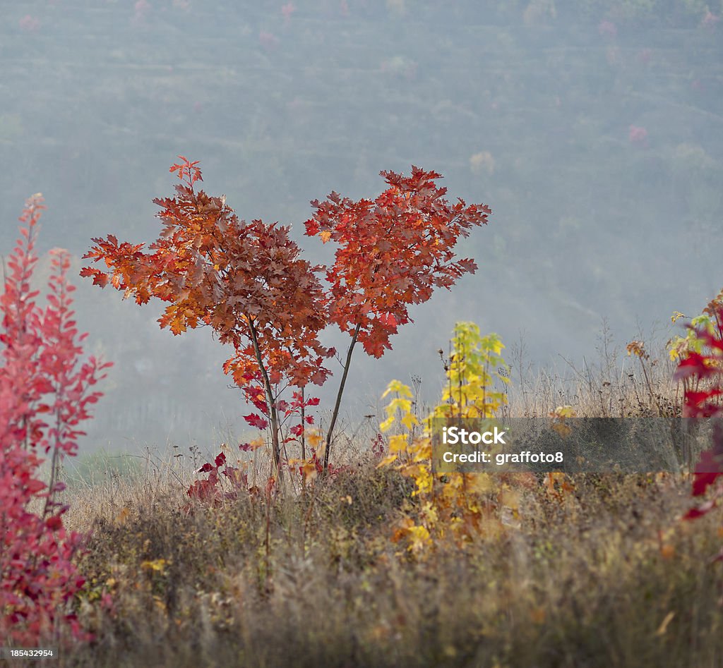 Осенний maple - Стоковые фото Абстрактный роялти-фри