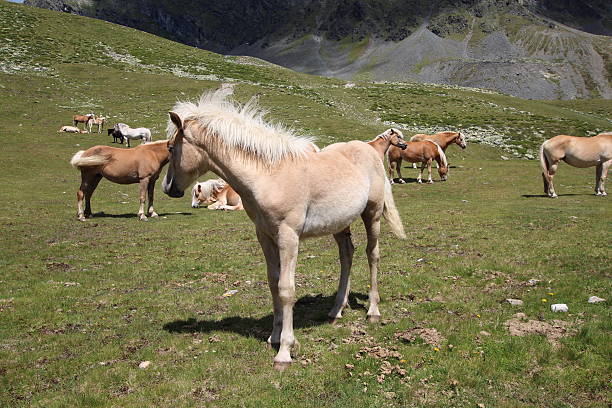 potro no prado alpino fechar lagos schwarzmoos, kuehtai, tirol, áustria - horse herd togetherness connection imagens e fotografias de stock