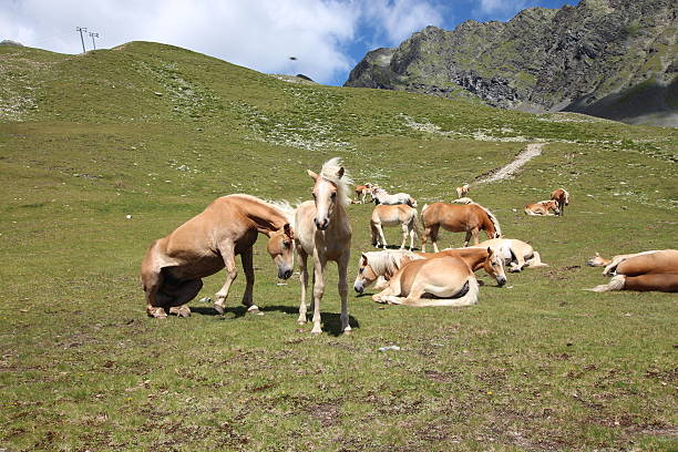 cavalos no prado perto de alpine lakes schwarzmoos, kuehtai, tirol, áustria - horse herd togetherness connection imagens e fotografias de stock