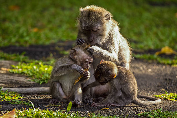 Monkey family stock photo