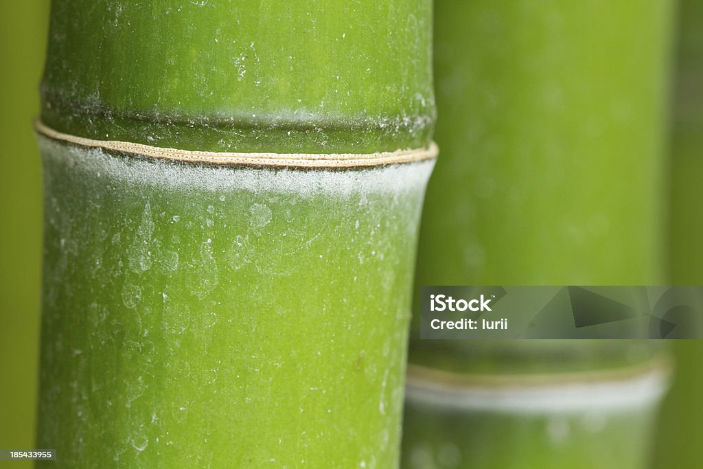 Green bamboo Green bamboo- macro background . Bamboo - Material Stock Photo