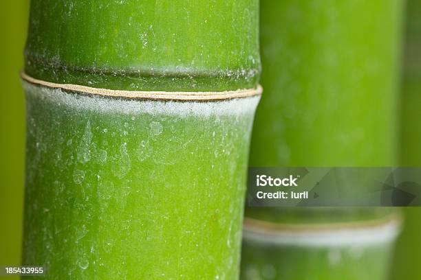 Green Bamboo Stock Photo - Download Image Now - Bamboo - Material, Bamboo - Plant, Botany