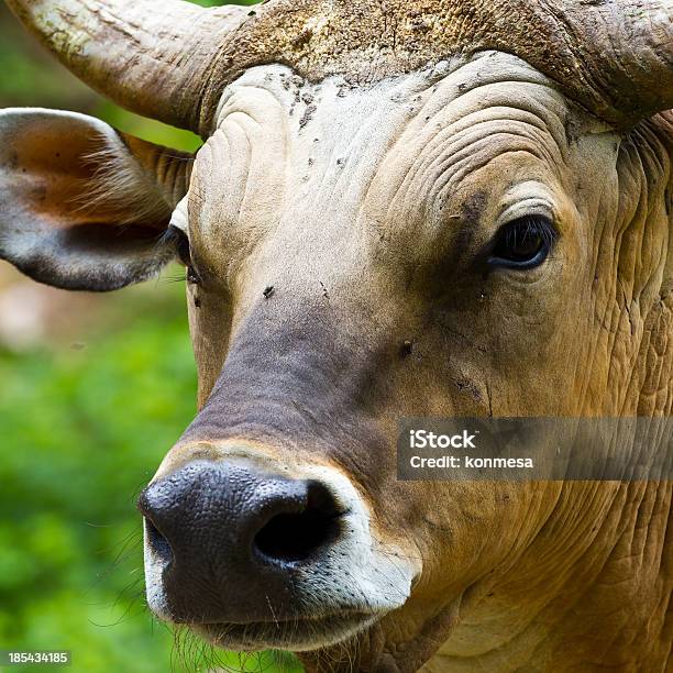 Бык — стоковые фотографии и другие картинки Banteng Скот - Banteng Скот, Без людей, Большой