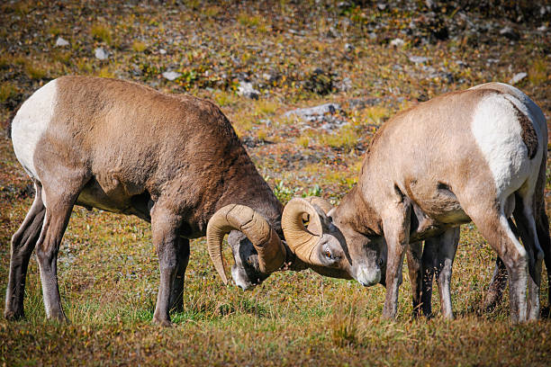 istock Rocky Mountain Bighorn Sheep (Ovis canadensis) 185434201