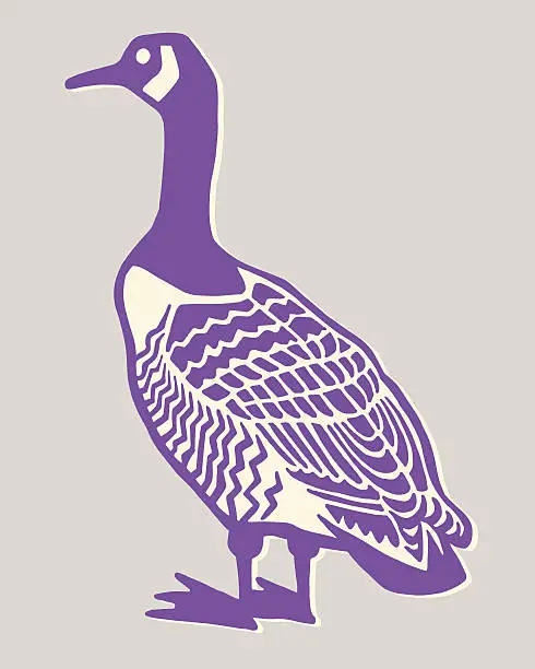 Vector illustration of Canadian Goose