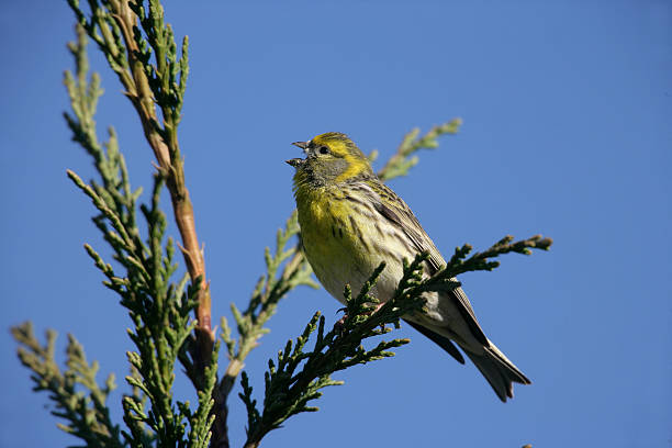 Serin, Serinus serinu Serin, Serinus serinus, male on branch, Spain, spring serin stock pictures, royalty-free photos & images