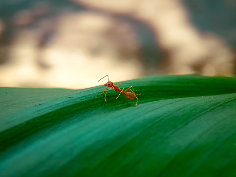 A red ant on a leaf