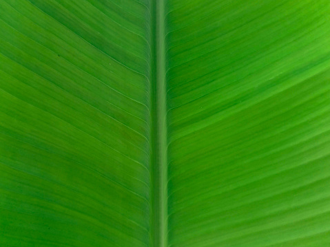 Picture of green banana leaf on nature. This picture was taken from central java Indonesia