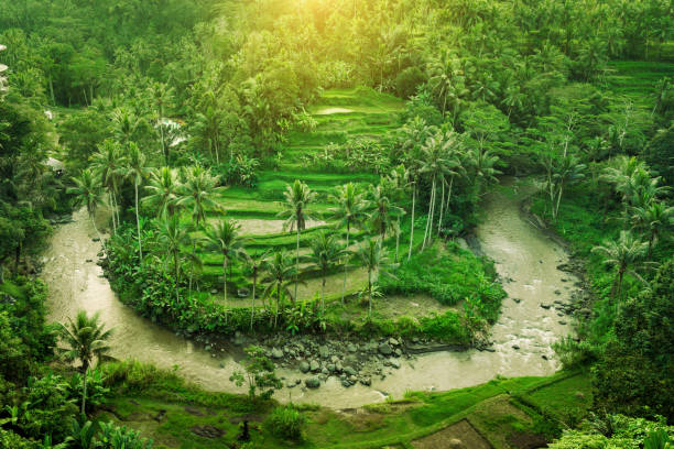 The beautiful and dramatic rice fields of Ubud, Bali, with a river running along the valley walls.