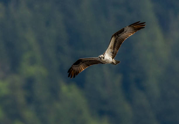 Osprey flying in the air