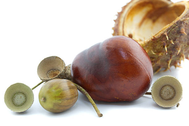 macro of a shiny chestnut, chestnut burr and acorn isolated on white