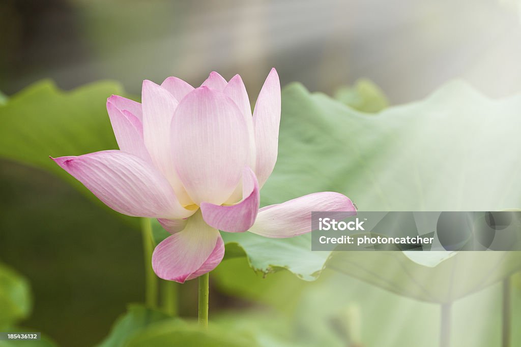 Flor de loto - Foto de stock de Agua libre de derechos
