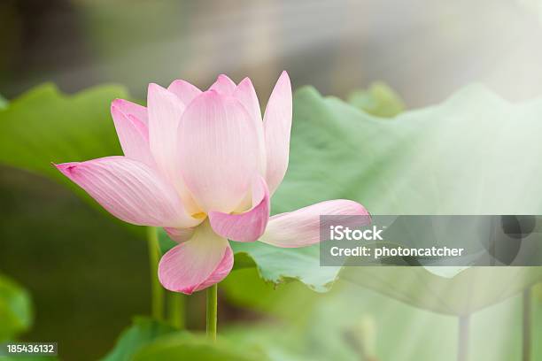 Flor De Loto Foto de stock y más banco de imágenes de Agua - Agua, Amarillo - Color, Belleza