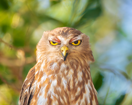 Barking owl with a funny face