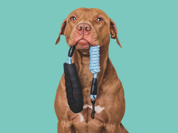 istock Lovable dog with a leash in his mouth 1854368903