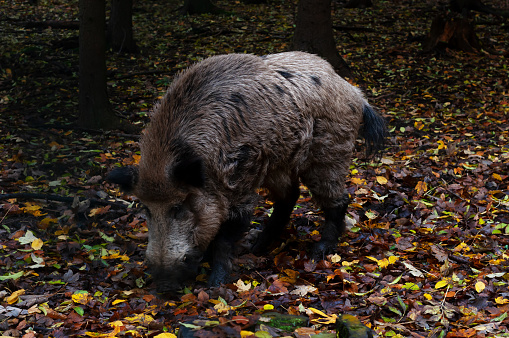 big wild boar in the autumn forest