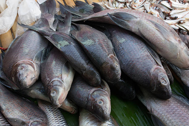 istock Tilapia freshwater fish on thailand local market 185437232