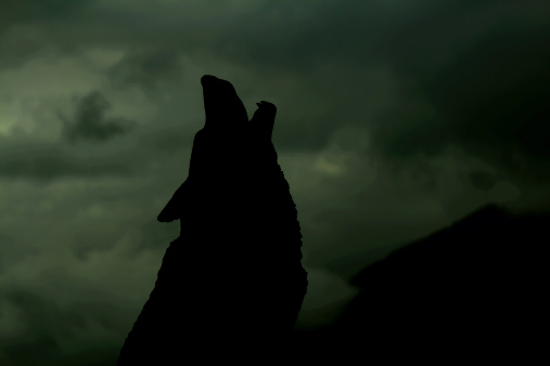 A silhouette of a wolf howling on a mountain top.