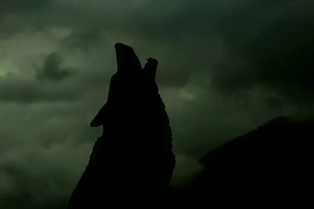 Photo of Howling Wolf Silhouette