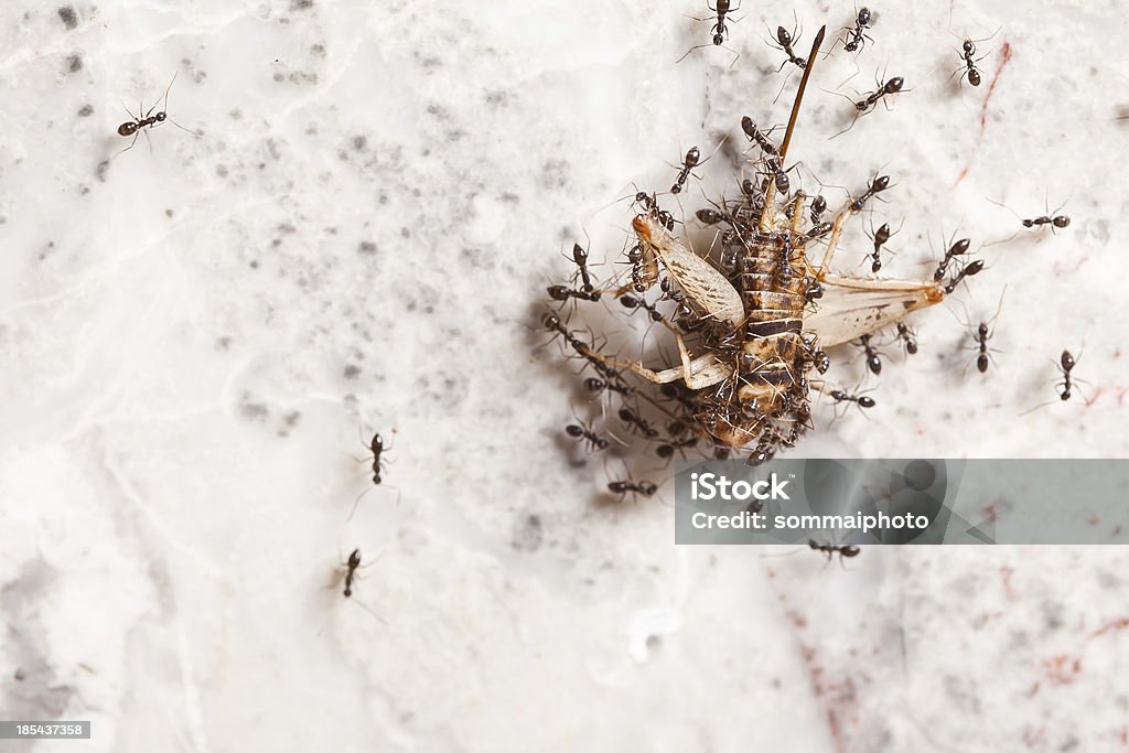 Travail d'équipe de fourmis - Photo de Aliment libre de droits