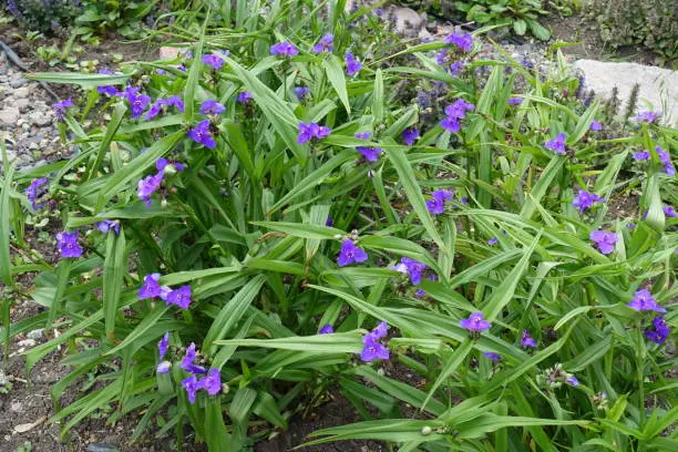 Photo of Numerous purple flowers in the leafage of Virginia spiderwort in May