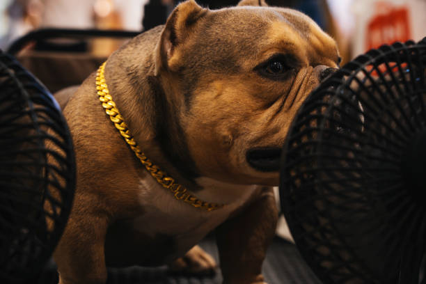 Close up of American Bully dog with brown hair sits in front of a fan with happiness