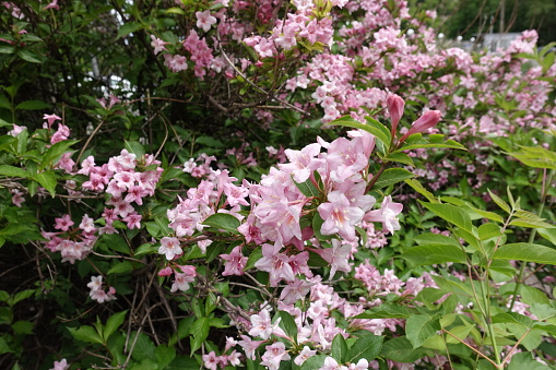 Multitude of pink flowers of Weigela florida in mid May