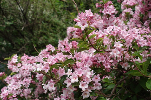 Myriad of pink flowers of Weigela florida in mid May