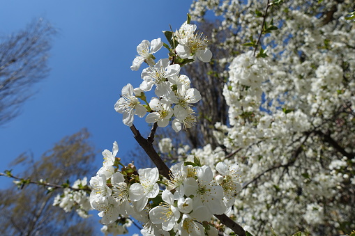 Bright blue sky and flowers of cherry tree in April