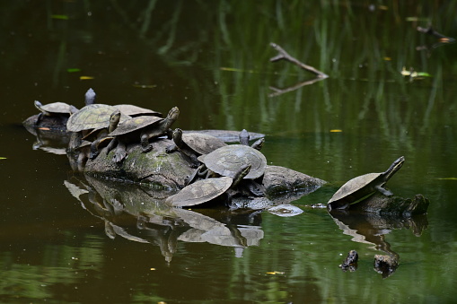 Turtles sitting on a rock in a river