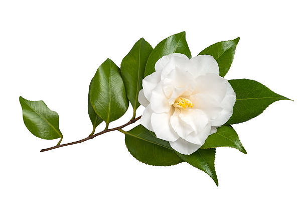 Camellia White Flower Isolated on White Background, Camellia camellia stock pictures, royalty-free photos & images